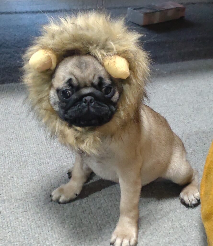 みりん仮装、ライオン
